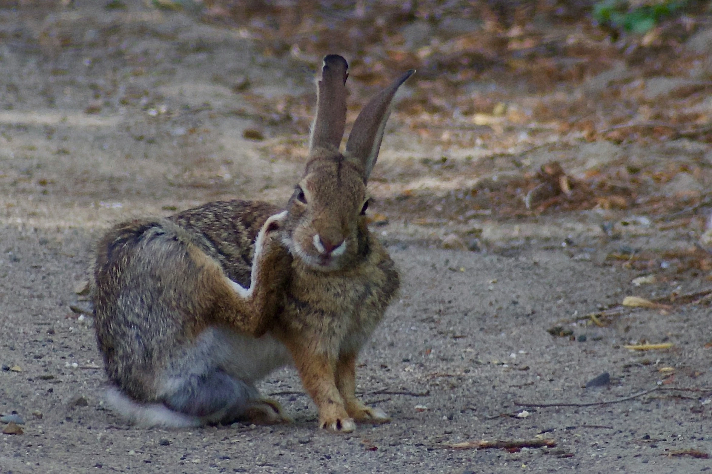 a very cute bunny with its back legs in the ground