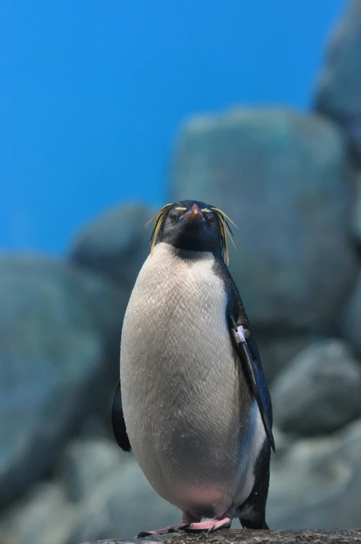the penguin sits on top of a large rock