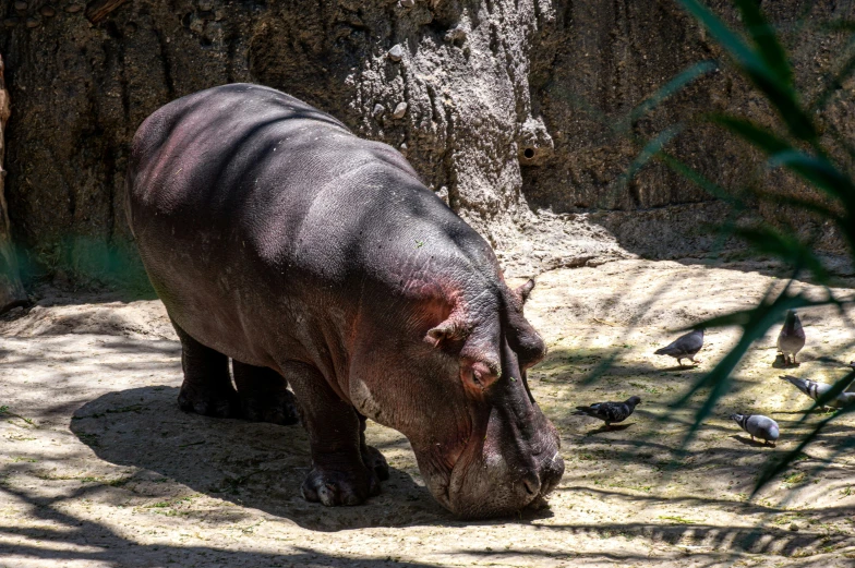 a hippo with its head down at the edge of the water and some birds around