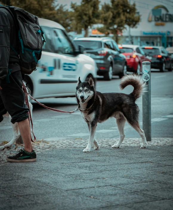 a man walks his dog down the sidewalk