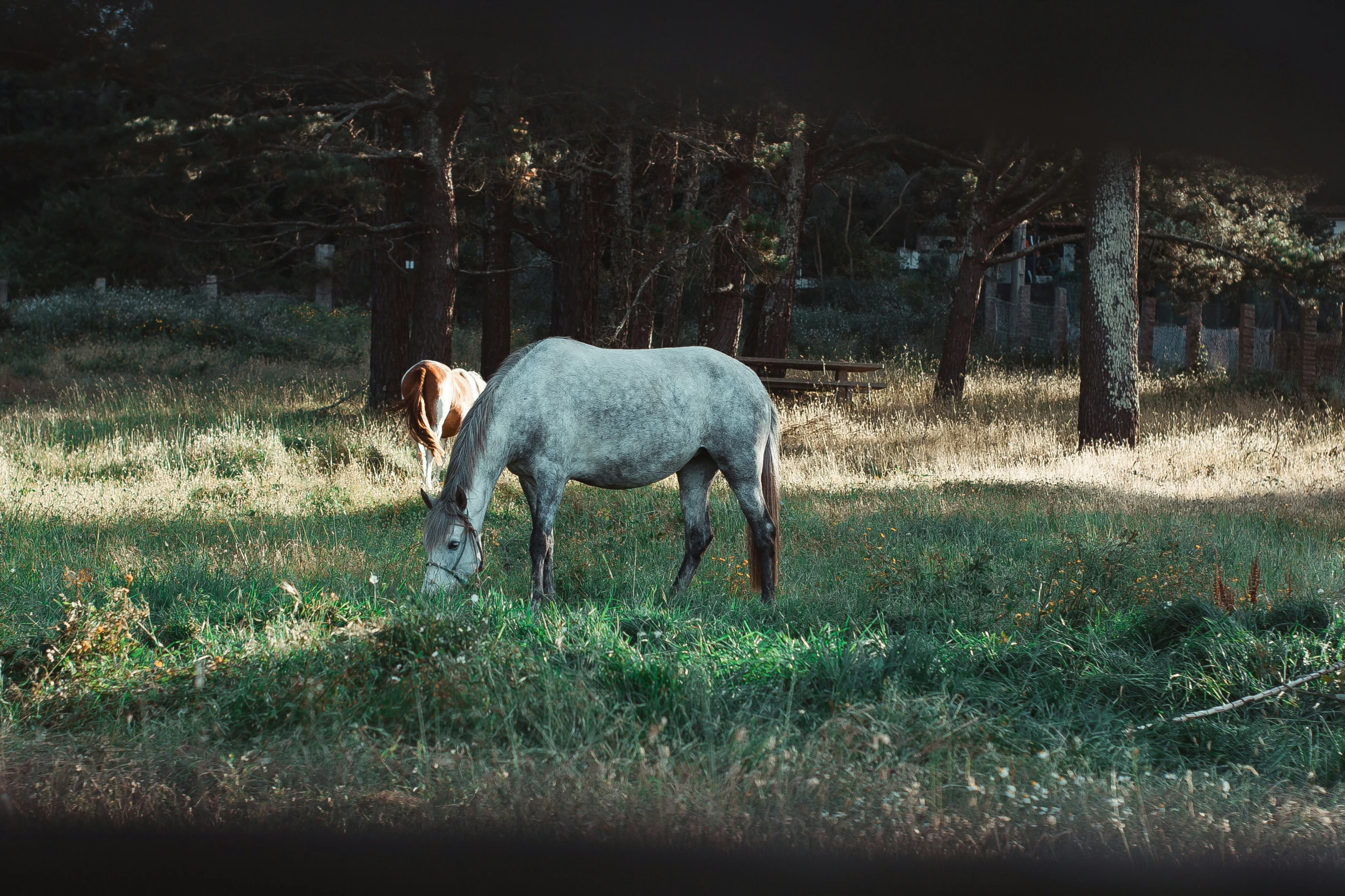 a horse grazing on grass in a pasture in the woods