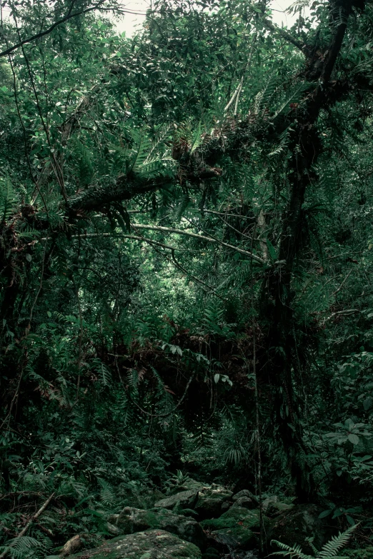 a forest filled with lots of green trees