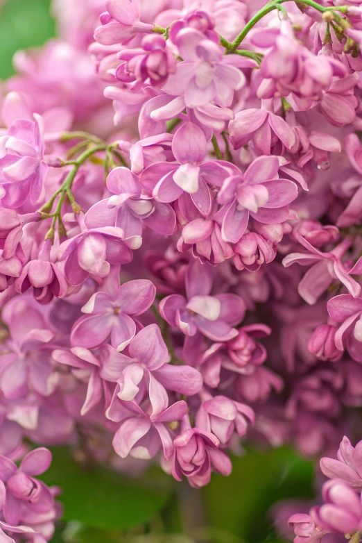 flowers are growing in a plant vase