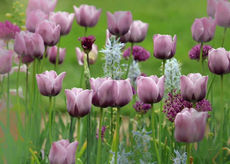 a field full of pink flowers with lots of greenery