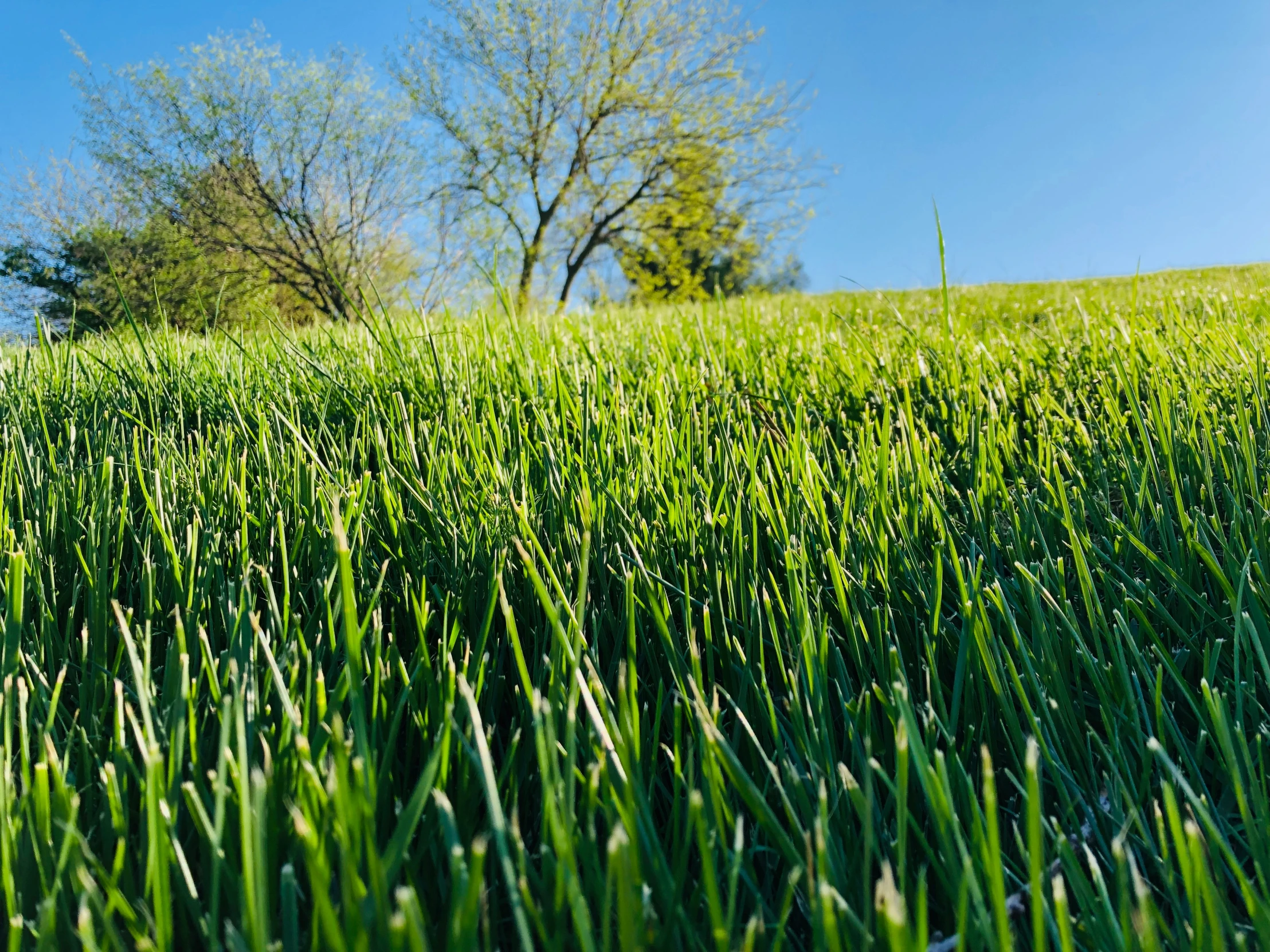 a green grassy field on top of a hill with trees in the background