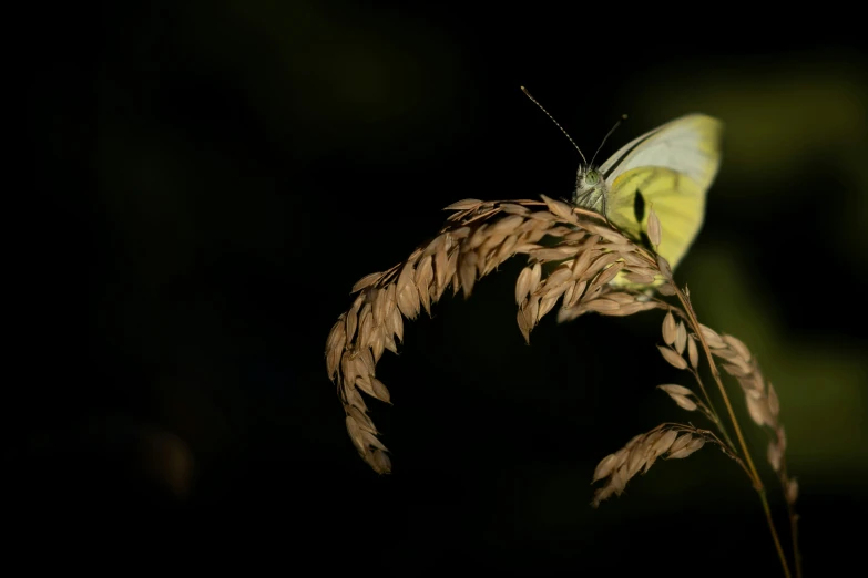 the erfly is perched on the thin grass