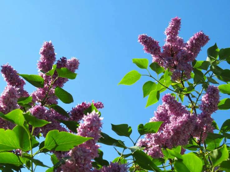 nches of flowering flowers on the tops of leaves