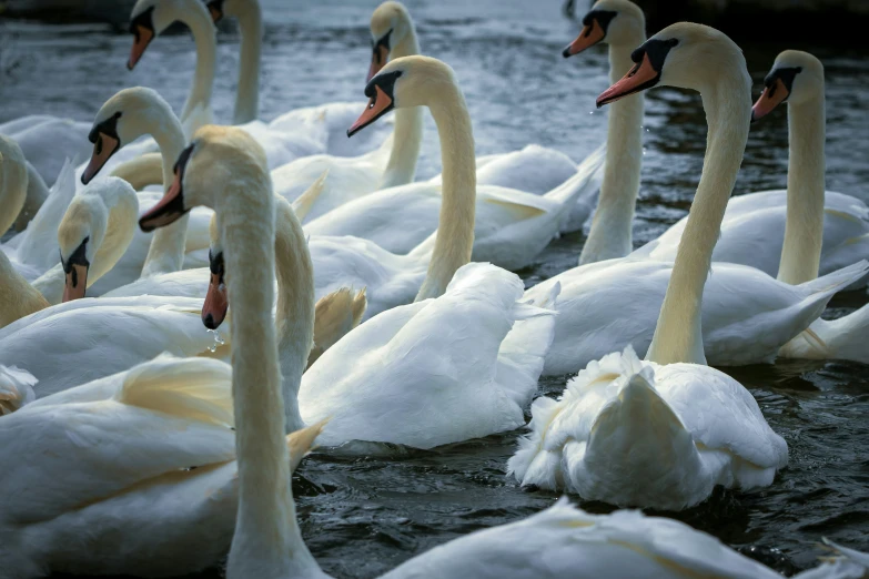 a herd of white ducks are swimming in a body of water