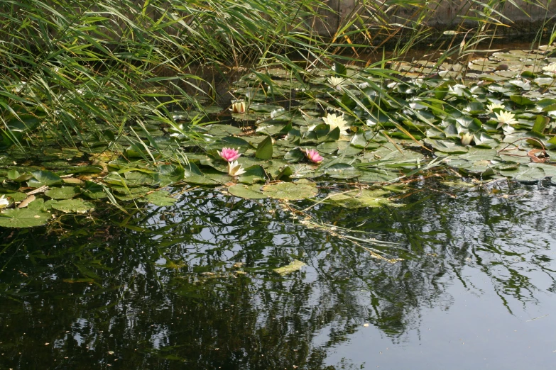 a bunch of water lilies floating on top of a lake