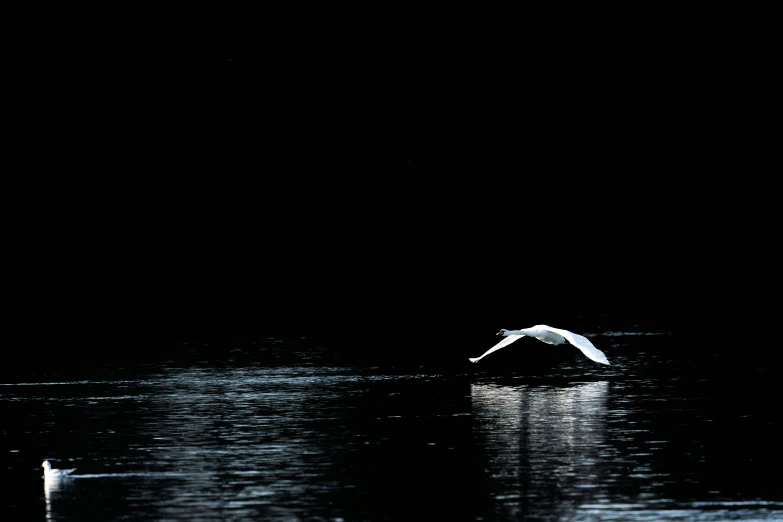a seagull glides in the night sky over water