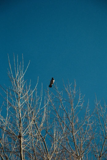 a bird flying over bare trees against the sky