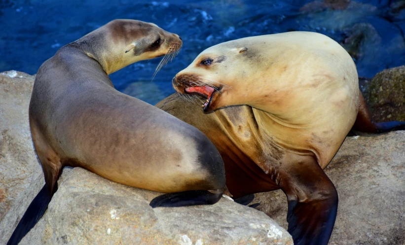 two sea lions in an enclosure with one of the animal is licking the other