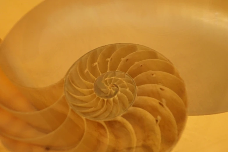 an image of a close up of a shell