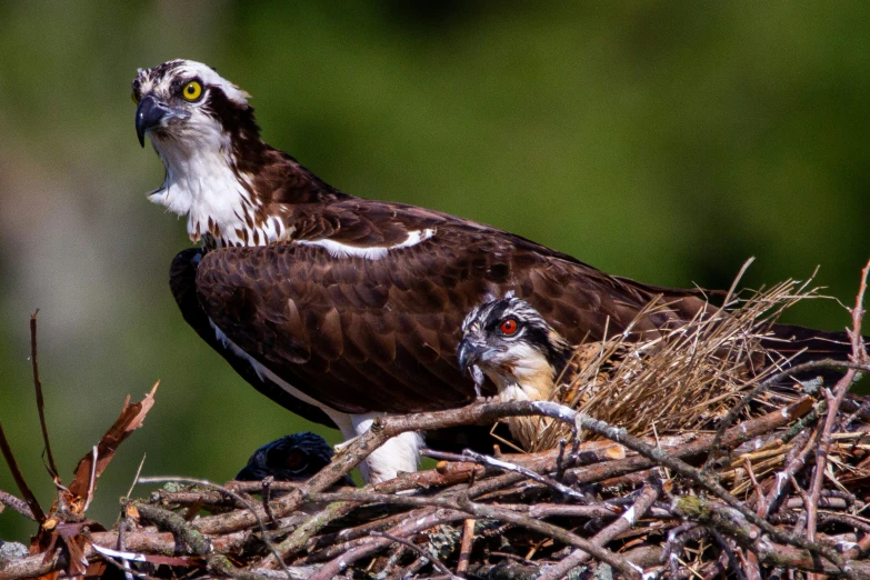 an adult and a young bird nest in a tree