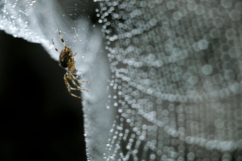 a large spider on a web with drops of water