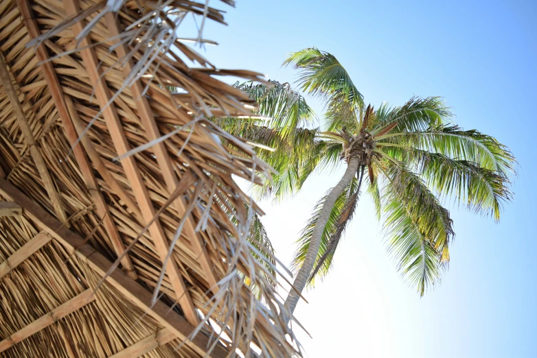 view from under a tree with large, flat leaves on the top of the tree