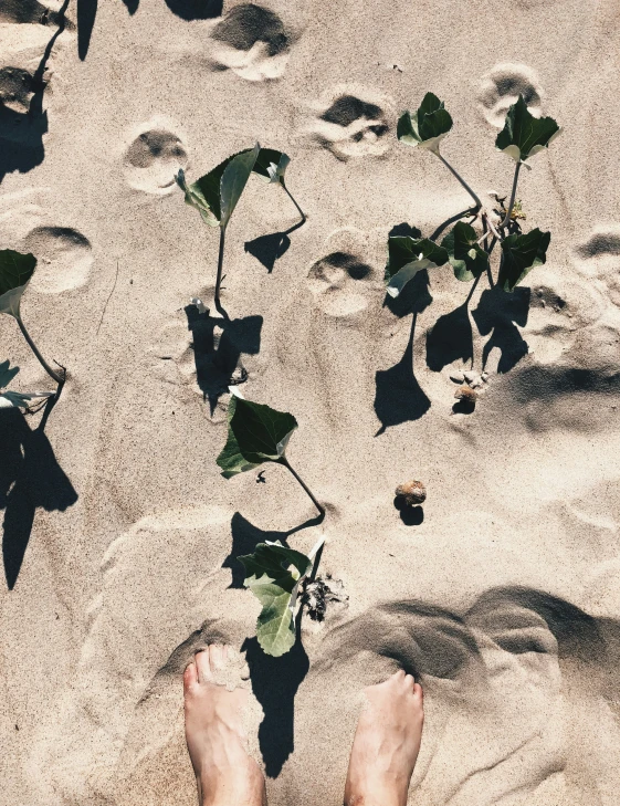 a plant growing through a human foot's bare legs on a beach