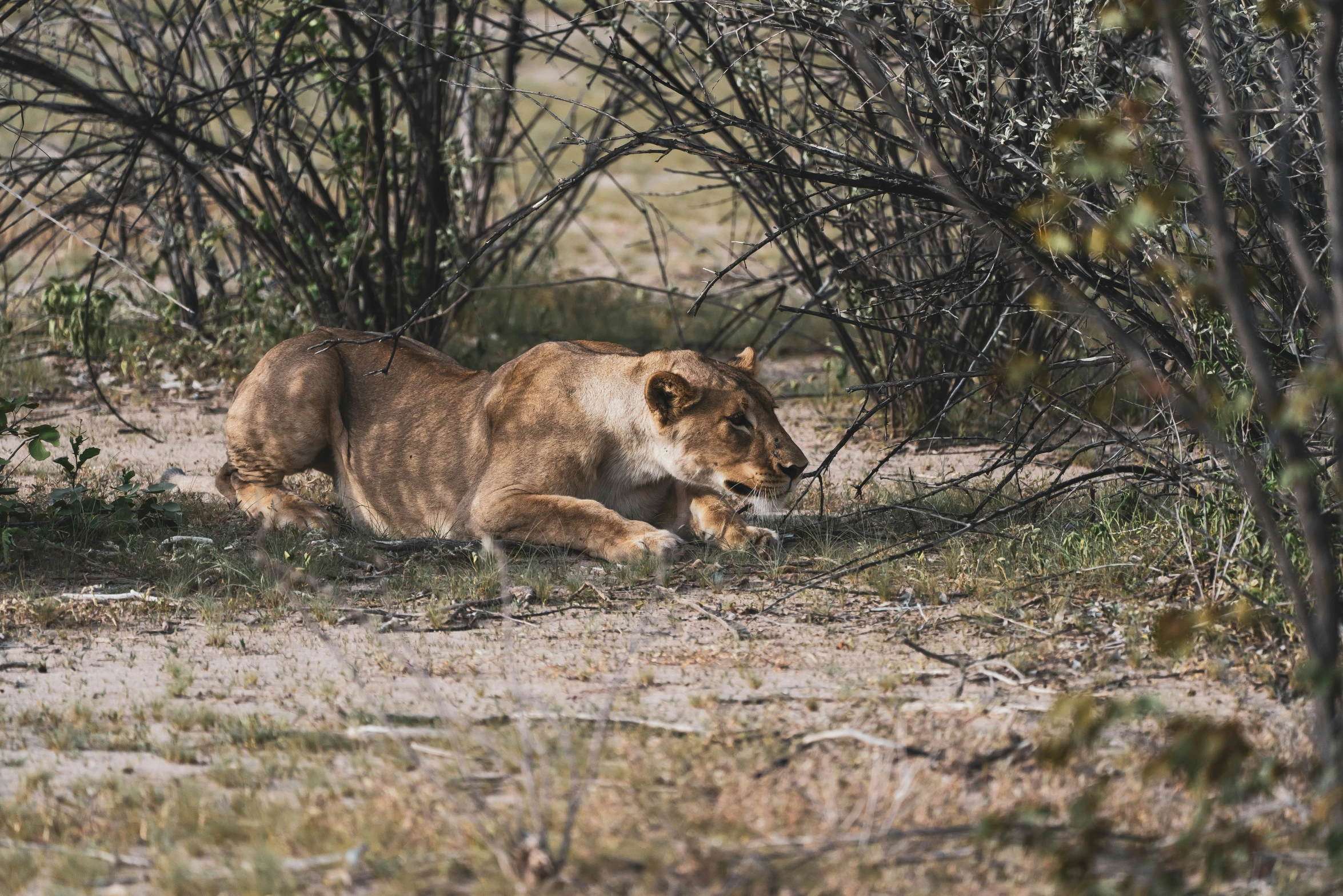 a lion resting in the middle of some brown grass