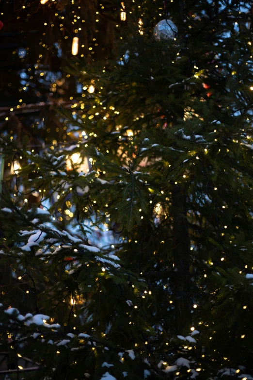 lights shine through the nches of a tree on a snowy night