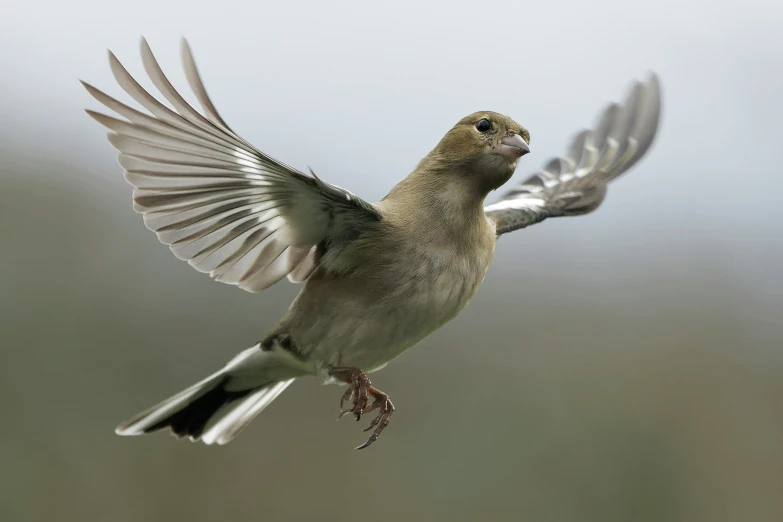 a bird flying over a field next to a forest