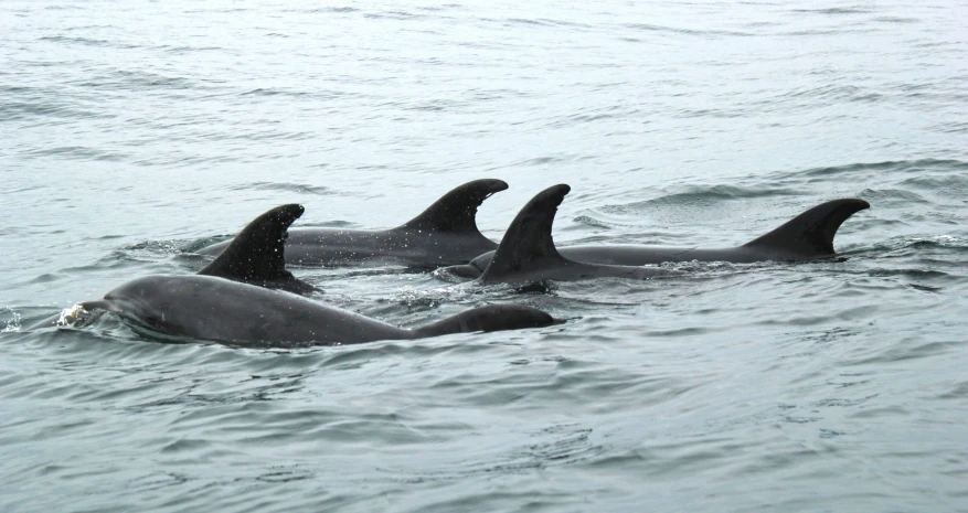 three dolphins floating in the water off the coast