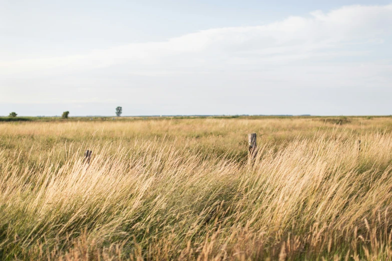 the grass is tall and there are no animals in it