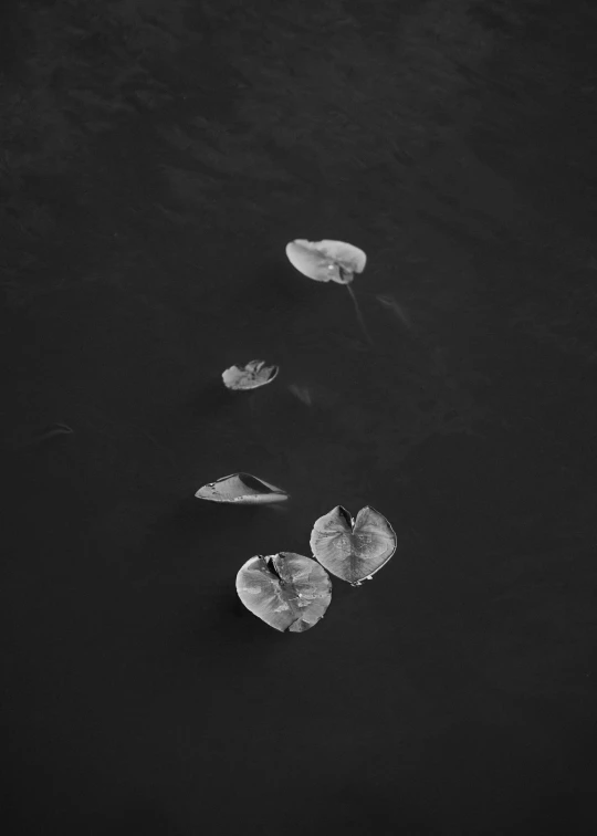a group of water lilies floating on top of a river