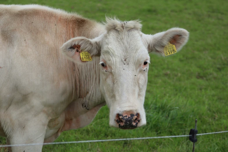 a large white cow looking over the wire fence