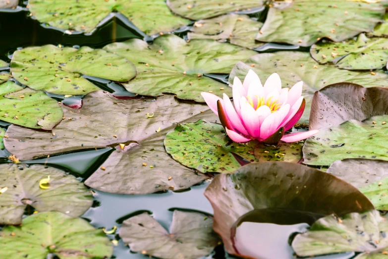 water lillies are blooming in the pond