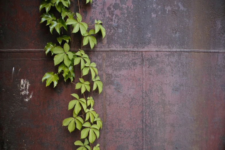 vine on a rusty wall with water under it