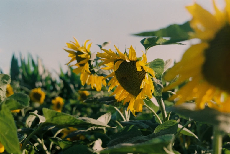 a sunflower is shown in this image taken from the ground