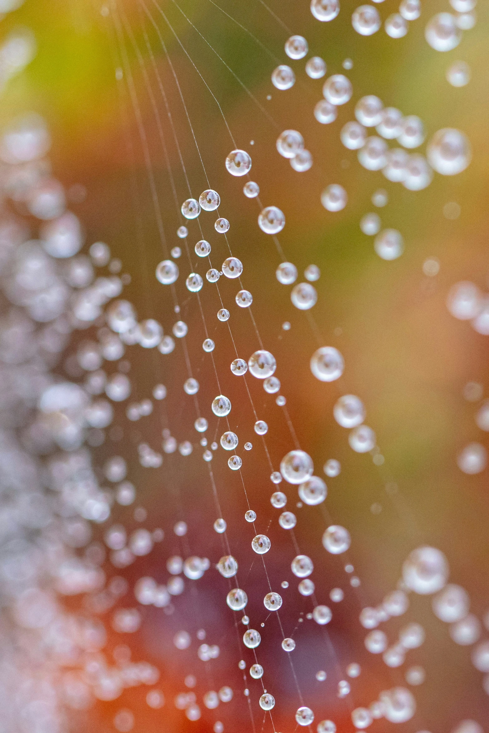 water droplets are seen on the web that hangs from a spider's web