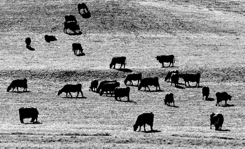 an animal that is in the dirt with people walking by