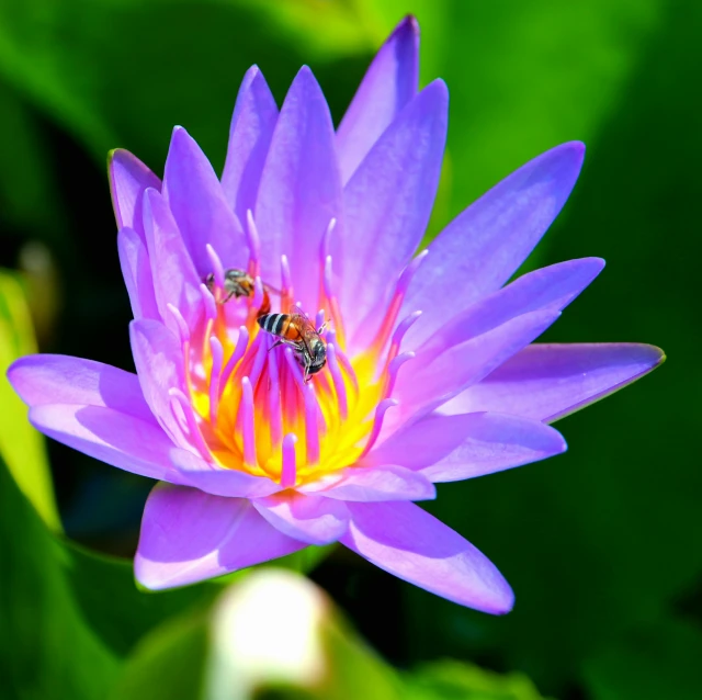 two bees on top of a purple water lily