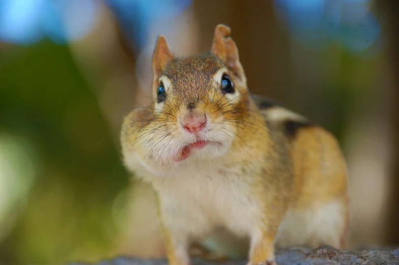 a small rodent in a park with his face partially obscured