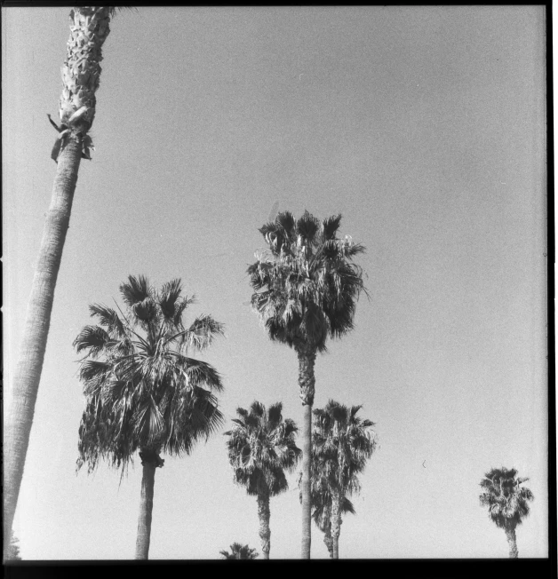 black and white palm trees against a clear sky