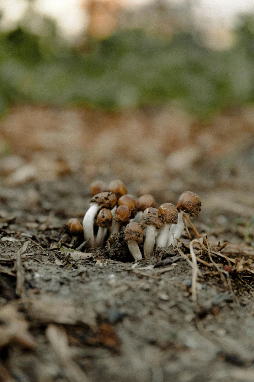 several tiny mushroom mushrooms in a patch of dirt