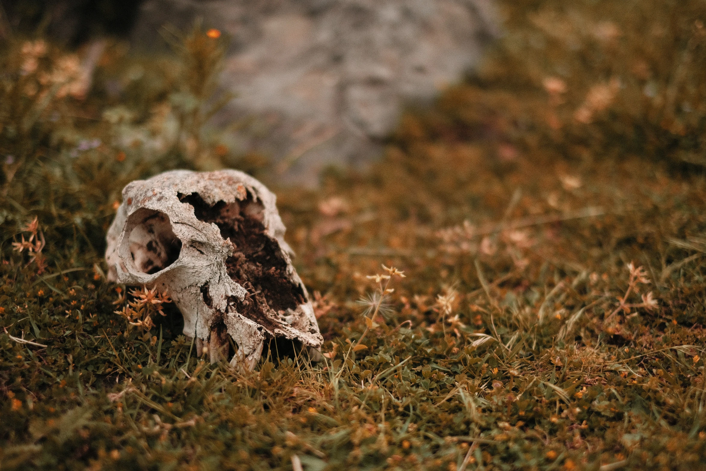 a brown and white animal head in a field