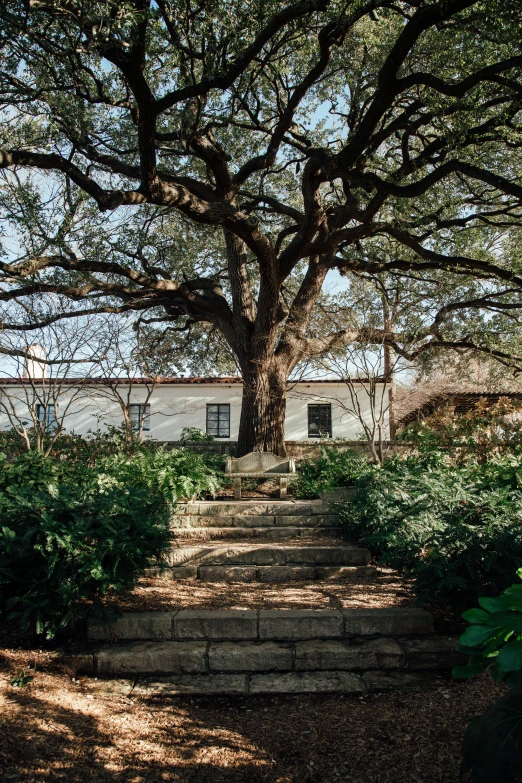 there is a very large tree and stairs up the steps