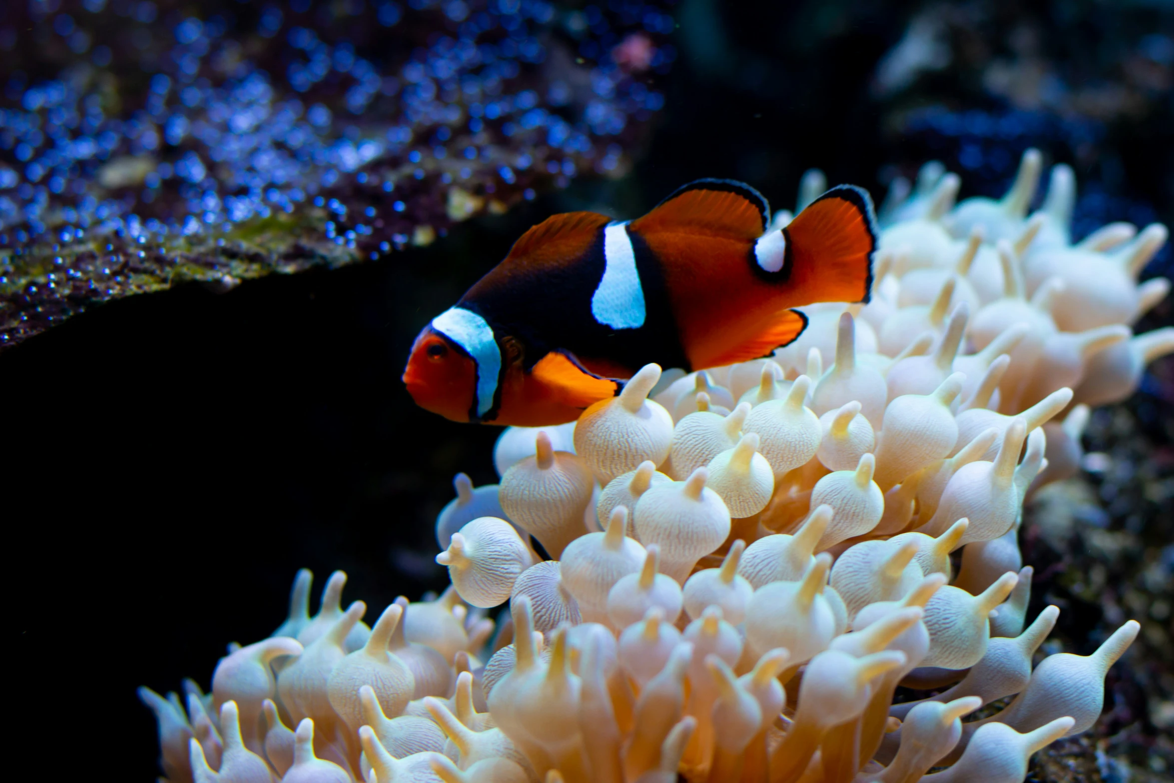 a clown fish is sitting on a coral