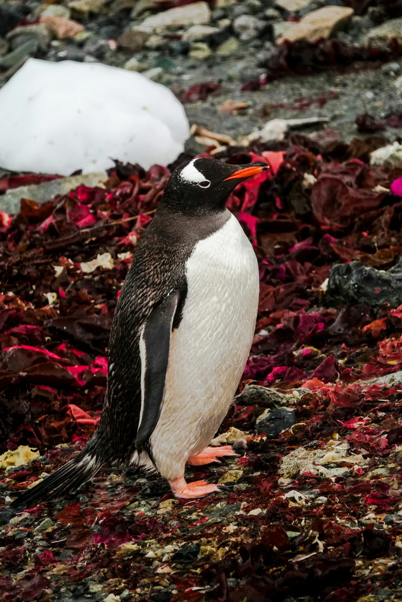 a small penguin walking around with seaweed on the ground