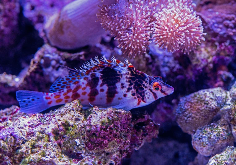 a close - up s of the colorful corals on a reef