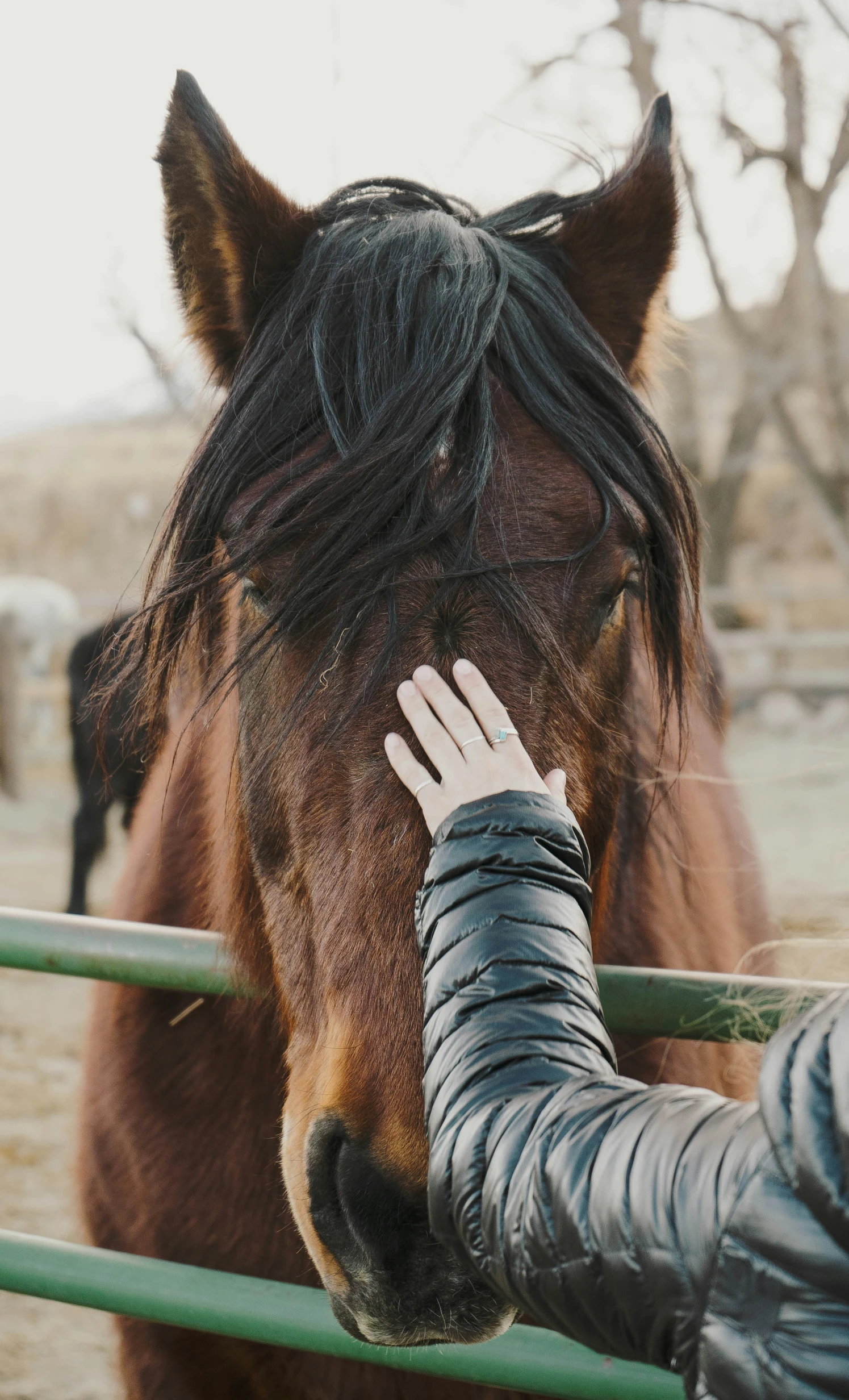 a woman hand feeds her horse over the top of the fence