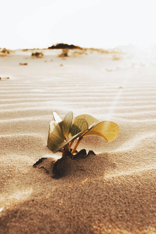 a dried out leaf is in the sand