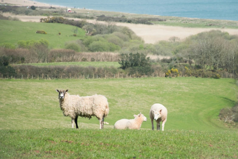 sheep are standing together in the grass