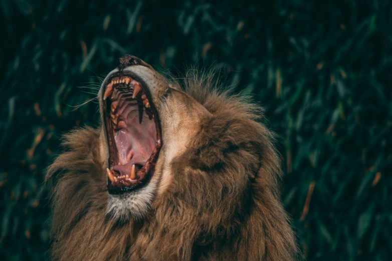 a brown lion with it's mouth open and its mouth showing