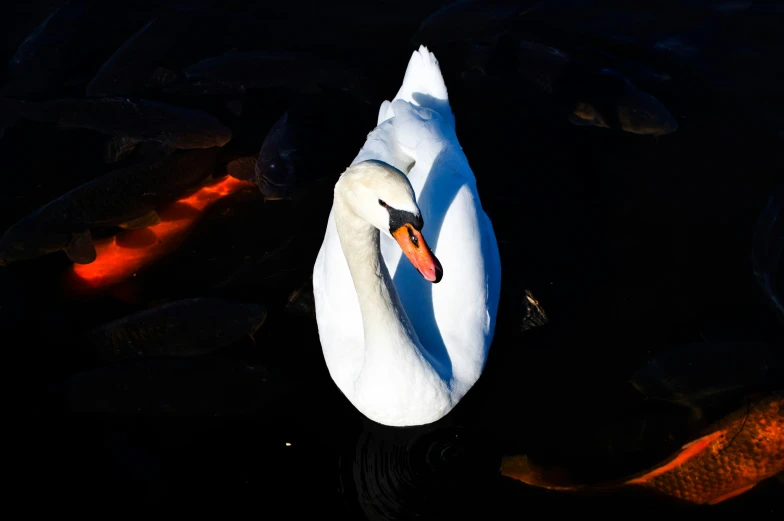 a large swan swimming in some water with goldfish