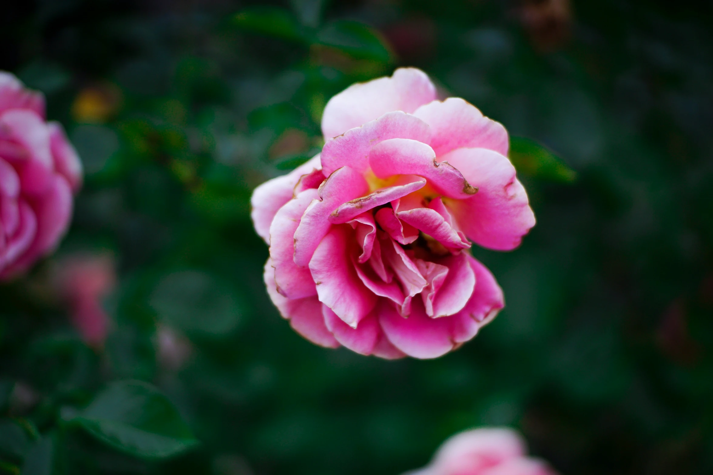 a close up of a pink flower in full bloom