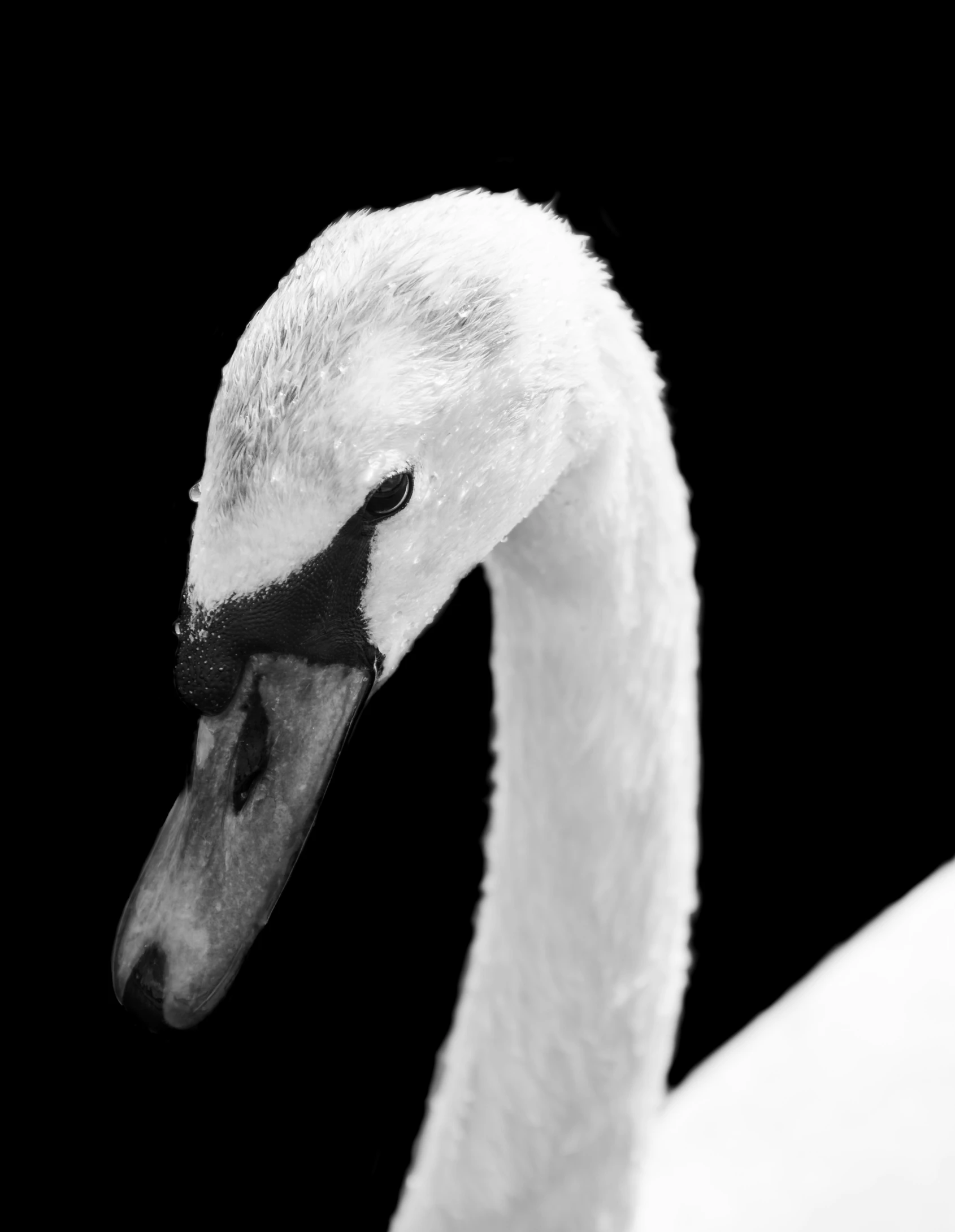 black and white pograph of a swan with long neck