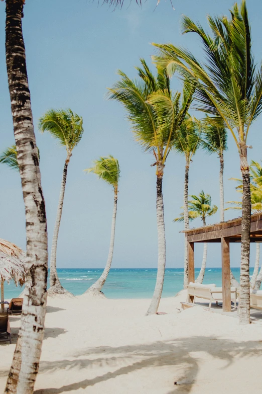 some palm trees on a white sandy beach